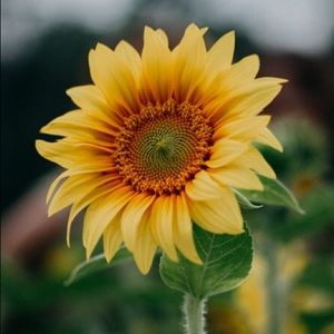 Meet your Posher, Kylie